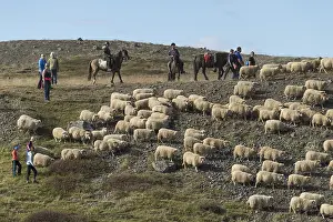 Sheep (Ovis aries), herd being driven together