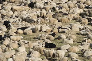 Sheep (Ovis aries) in a pen, sheep drive or Rettir
