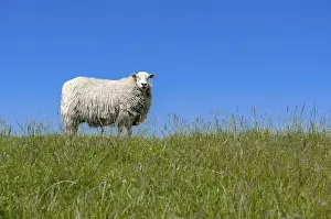 Sheep (Ovis orientalis aries) standing on a dike