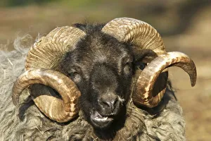 Sheep race Skudde, portrait