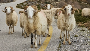 Sheep rams on road, mountains, Sfakia