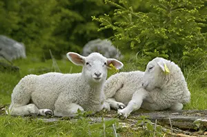 Sheep resting