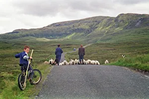 Sheep on the road, farmer, farmer