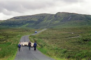 Sheep on the road, farmer, farmer's sons
