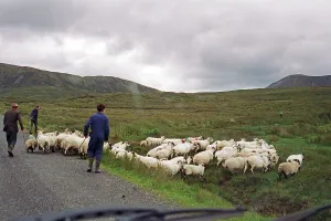 Sheep on the road, farmer, farmer's sons