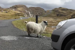 Sheep on road to Slieve League