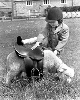 Sheep with saddle, England, Great Britain