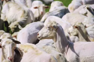 Sheep, sheep 30