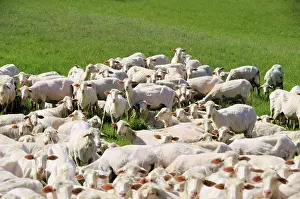 Sheep, sheep 33