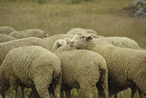 Sheep, sheep