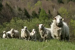 Sheep, Sidonie, White Carpathian Mountains