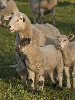 A sheep standing protectively with two lambs on a green field
