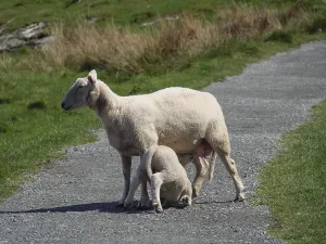 A sheep suckles its lamb on a path surrounded by grass in a natural environment