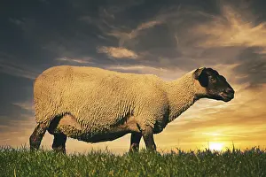 Sheep in the sunset on the dyke