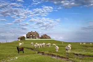 Sheep on a warft, dwelling mount