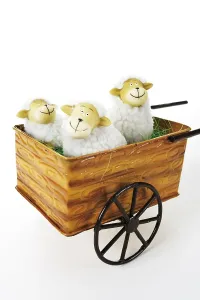Sheep in a wheelbarrow