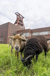 Sheep at the Zollverein Coal Mine Industrial Complex for the first time
