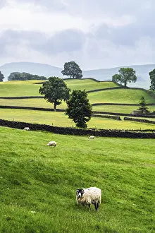 Sheeps and Farms in Yorkshire Dales National Park