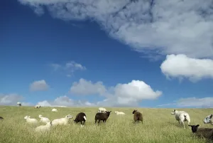 Sheeps on the north sea island nortstrand