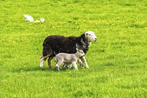 Sheeps, Pooley Bridge, Ullswater Lake