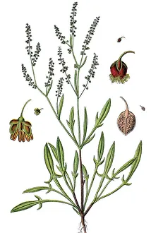Sheep's Sorrel, Common Sheep Sorrel