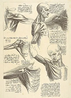 Sheet for anatomical studies of the shoulder muscles
