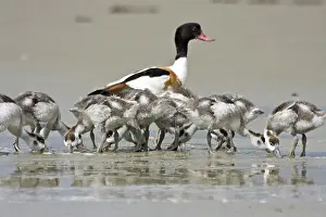Shelduck (tadorna tadorna)