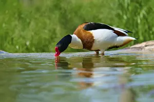 Shelduck (Tadorna tadorna), bending over the water and drinking