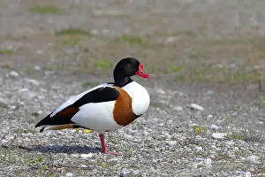 Shelduck (Tadorna tadorna) or shelduck