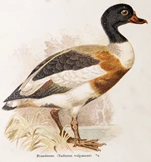 Shelduck (Tadorna tadorna) or shelduck