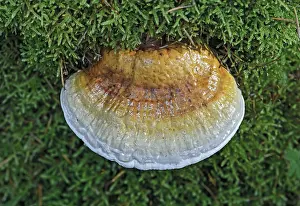 Shelf mushroom or Bracket fungus (Ganoderma sp)