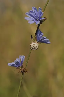 Shell of a Helicid Snail (Helicidae) attached to a Wild Cornflower or Bachelor's Button (Centaurea cyanus)