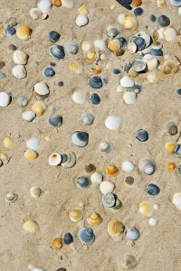 Shells on a beach, Tasmania