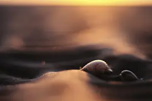 Shells of the common cockle (Cerastoderma edule) in the mudflats