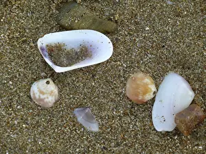 Shells in the sand