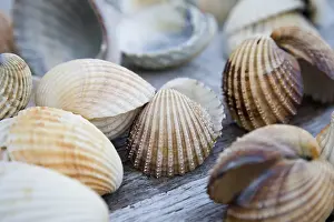 Shells on a wooden table