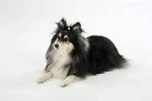 Sheltie, 10 years old, Shetland Sheepdog