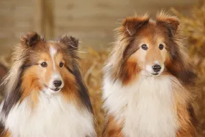 Sheltie, Male, sable-white, 11 years old