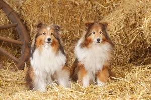 Sheltie, Male, sable-white, 11 years old