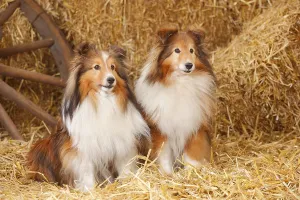 Sheltie, Male, sable-white, 11 years old