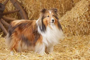 Sheltie, male, sable-white, 11 years old