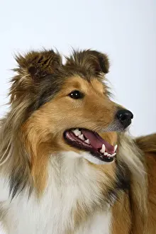 Sheltie, Shetland Sheepdog