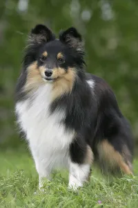 Sheltie, Shetland Sheepdog