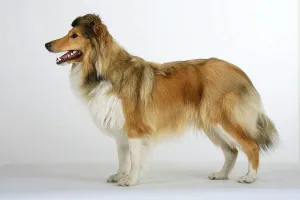 Sheltie, Shetland Sheepdog, page