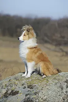 Sheltie, young bitch, sable, sits on rock, Austria