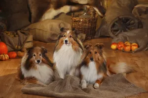 Shelties, males, sable-white, 12