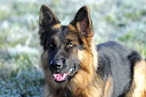Shepherd dog, portrait, Spraitbach