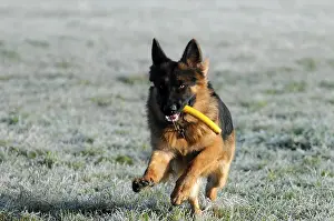 Shepherd dog, portrait, Spraitbach