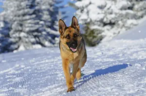 A shepherd dog runs through the snowy forest