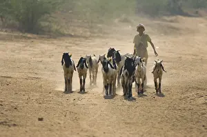 Shepherd with domestic goats, goats